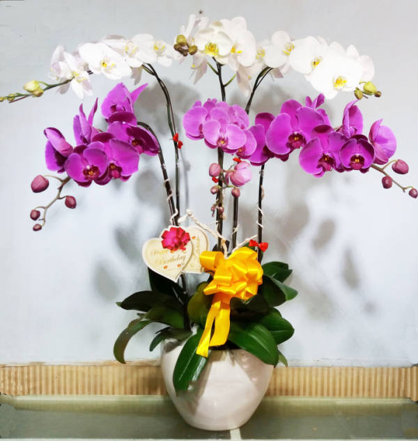 Shop Hoa Tươi Huyện Ninh Phước, Tỉnh Ninh Thuận